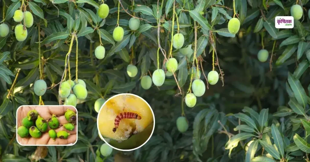 how to Protect Mangoes from Red Banded Mango Caterpillar