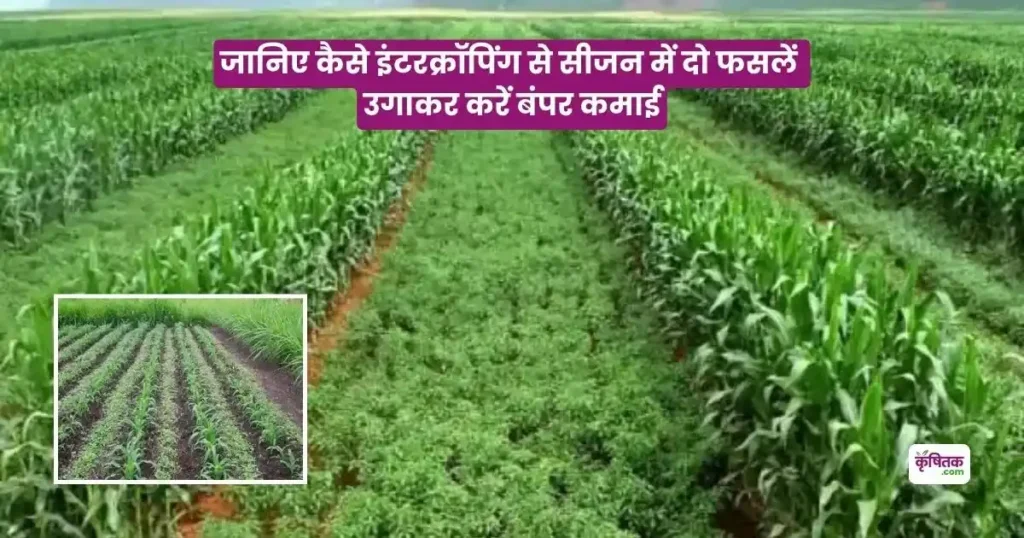 What is Intercropping Method