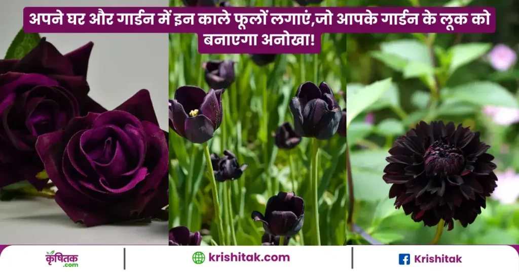 5 Black flowers plants