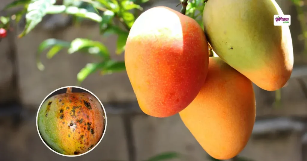 Mango Farming