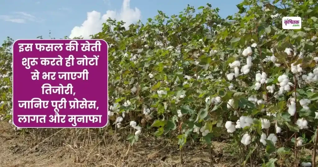 Cotton farming