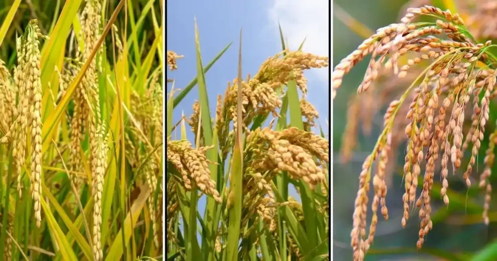 WGL 32100, Pusa Sugandh 5, IR-36 Improved varieties of low water rice