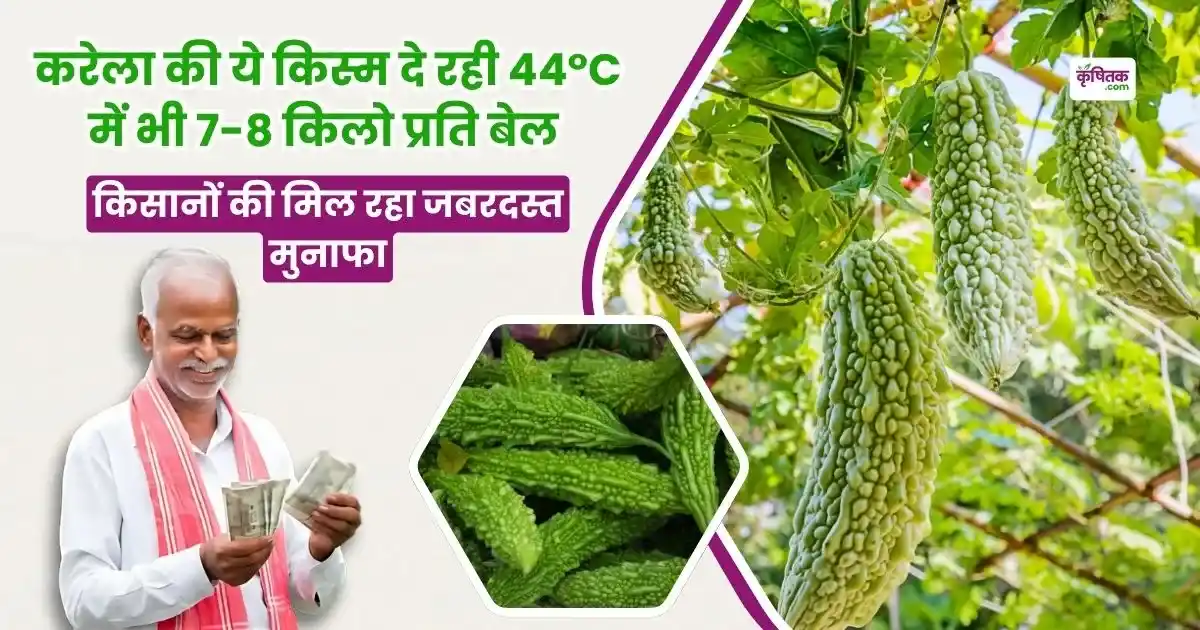 करेला की ये किस्म दे रही 44°C में भी 7-8 किलो प्रति बेल, किसानों की मिल रहा जबरदस्त मुनाफा