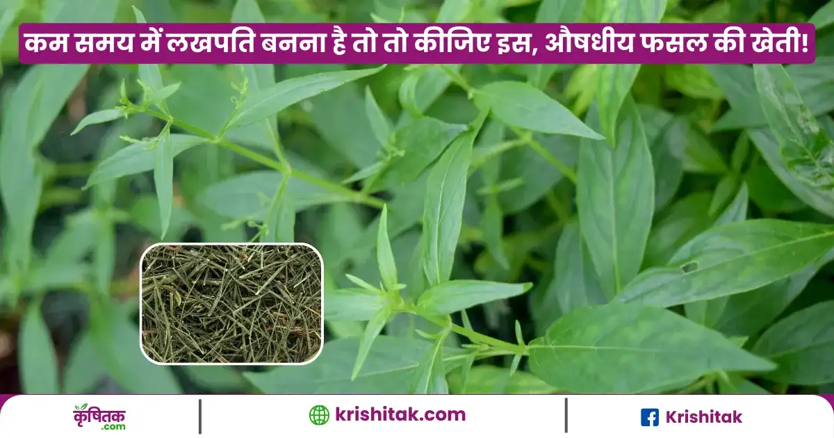 Kalmegh Ki Kheti Kaise Karen