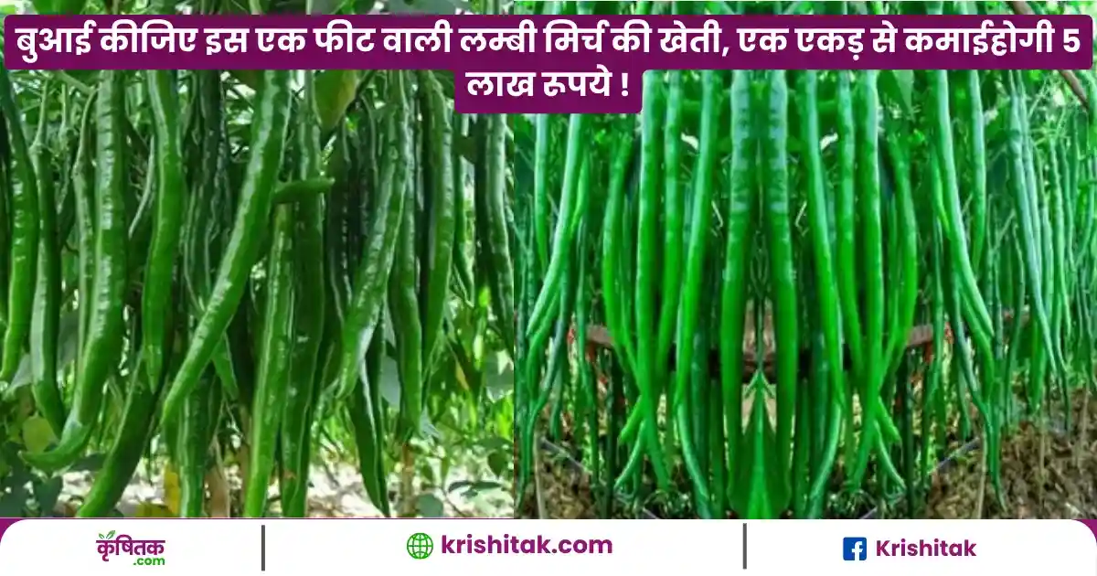 Narendra Shivani Mirch Ki Khet