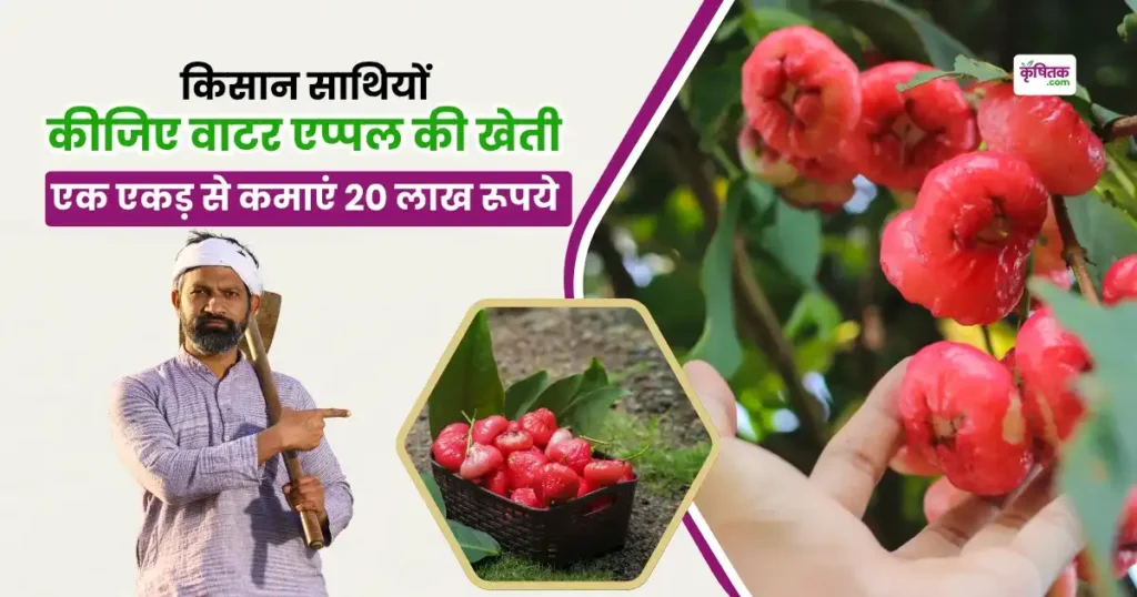 Water Apple Farming