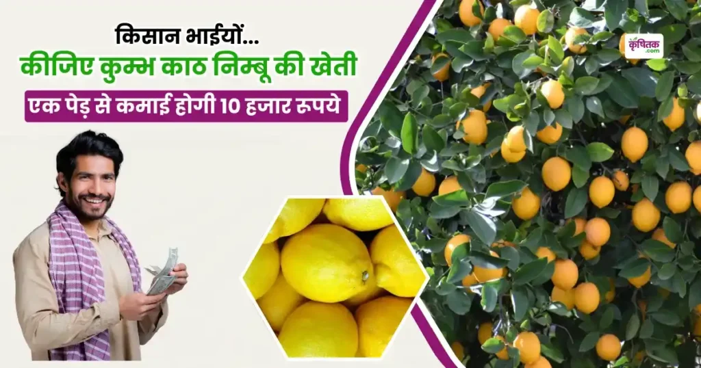 Kumbh Kath Nimbu Ki Kheti