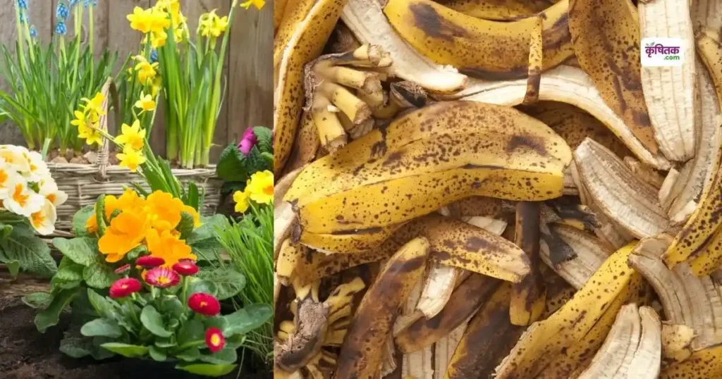 Make natural fertilizer from banana peel