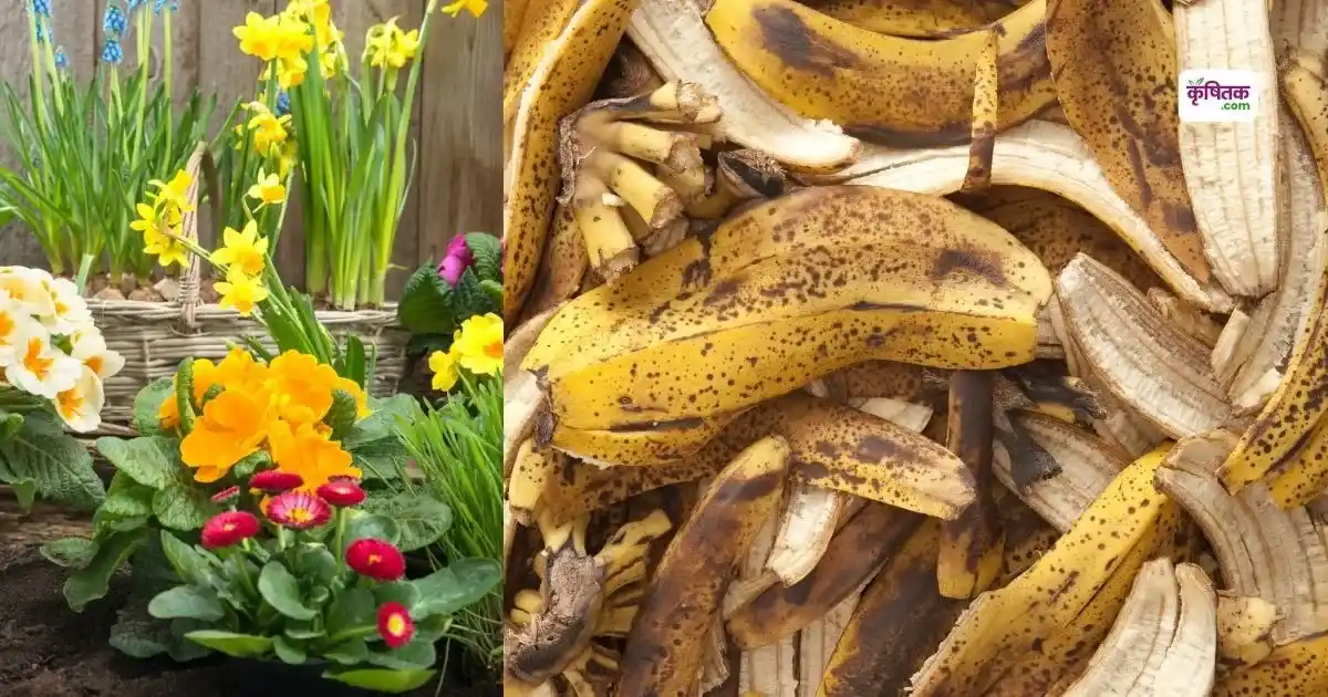 Make natural fertilizer from banana peel