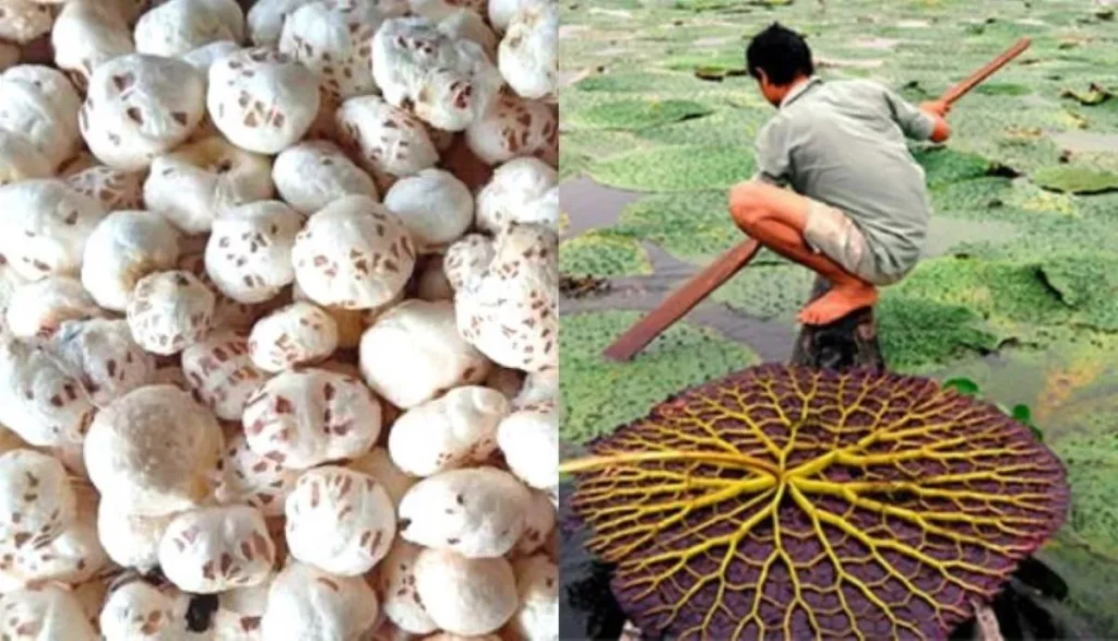 मखाना की खेती