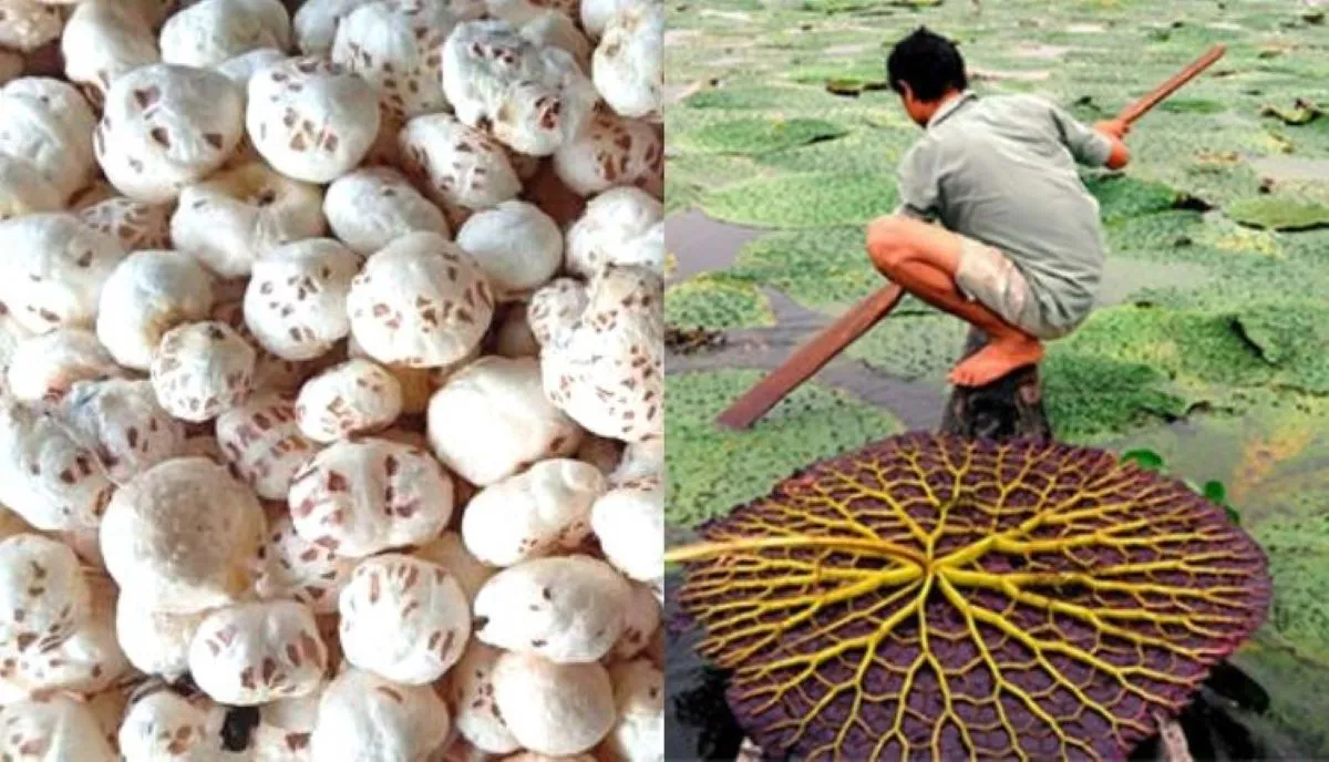 मखाना की खेती