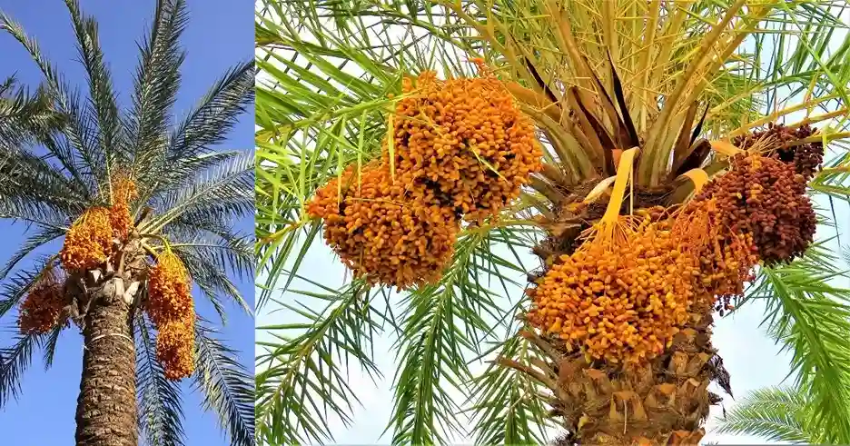 खजूर की खेती पर सब्सिडी
