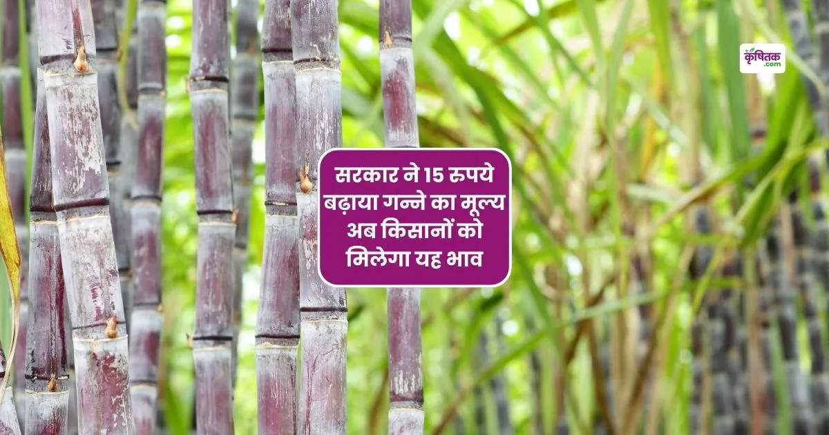 किसानों के लिए खुशखबरी! गन्ने के दाम में ₹15 की बढ़ोतरी, अब मिलेगा यह नया रेट
