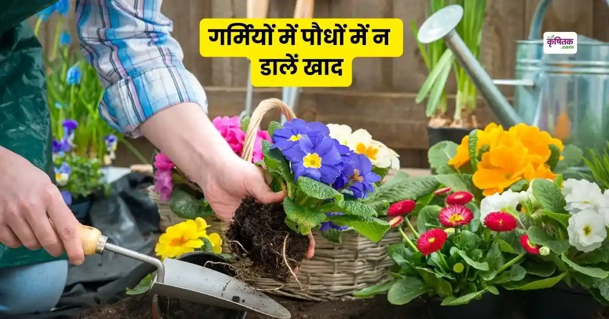 Fertilizers to avoid in summer