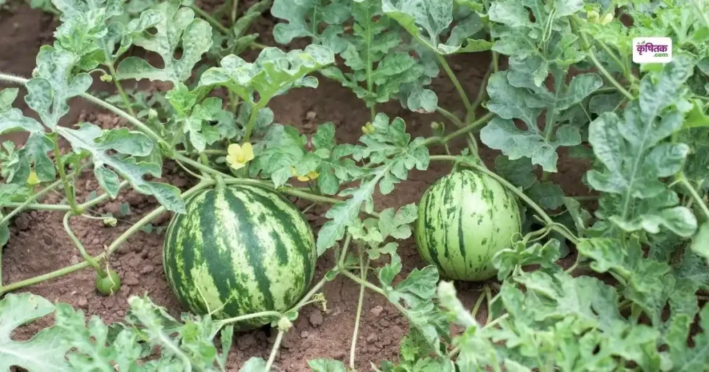 Homemade Fertilizer For watermelon plants in summer