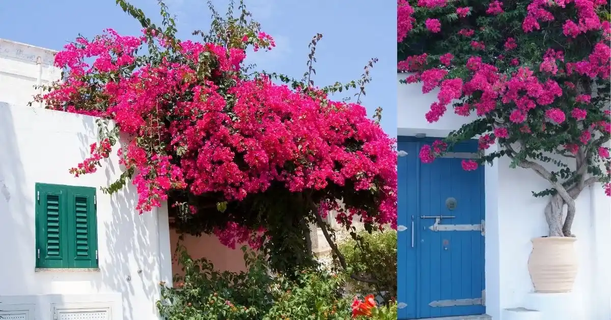 Summer Gardening Tips to boost bougainvillea blooms