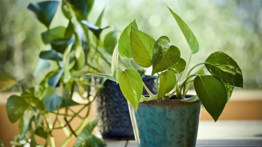 Money Plant Summer Care Tips in Hindi