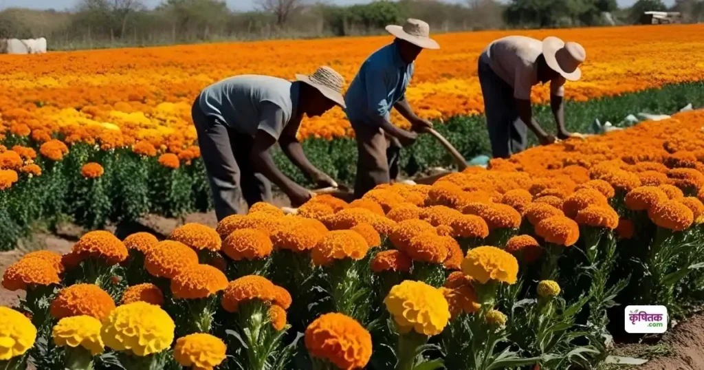 Marigold Cultivation