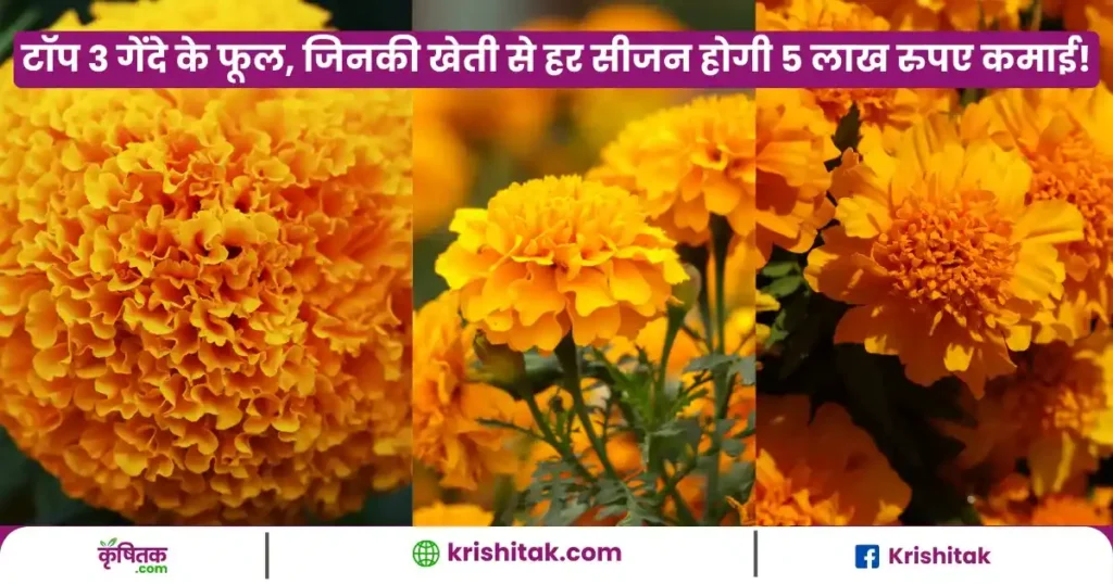 Genda Phool Ki Kheti