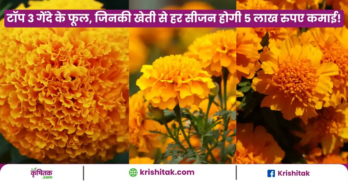 Genda Phool Ki Kheti