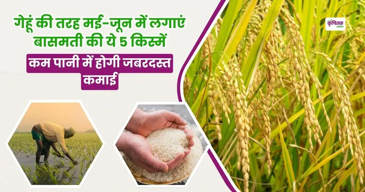 Plant these 5 varieties of Basmati in May-June