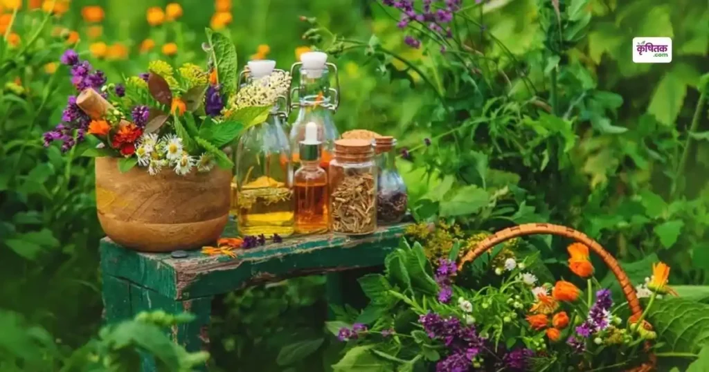 How to Grow Medicinal Garden on Terrace