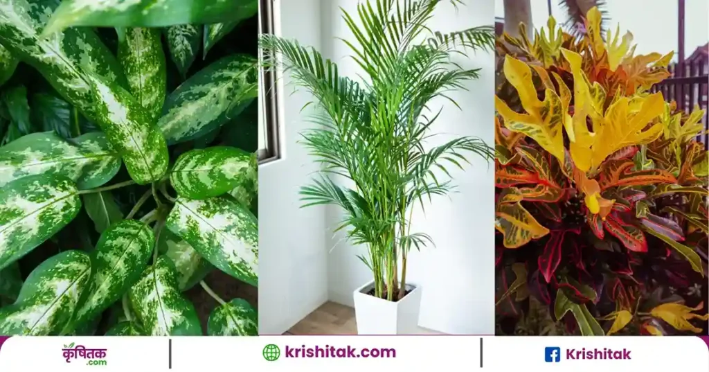 Three Indoor Plant Boosting Oxygen in Room