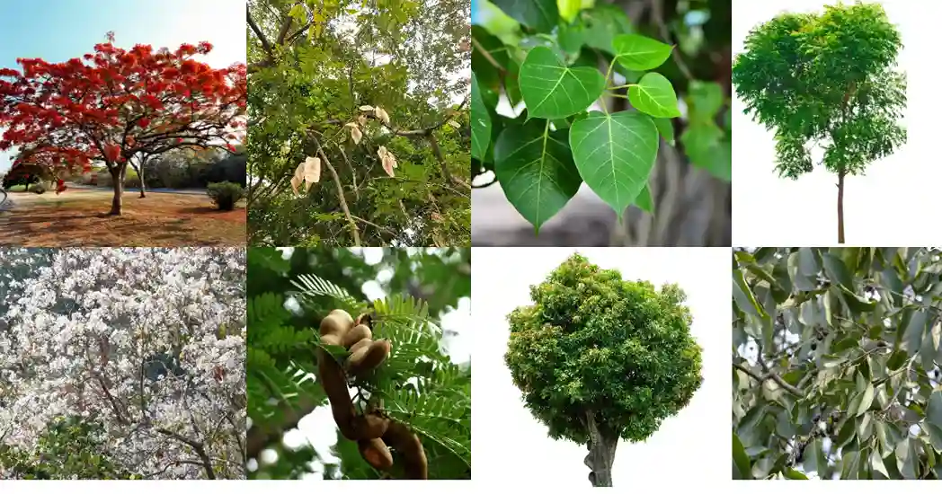 Top Ten Best Tree Plantation