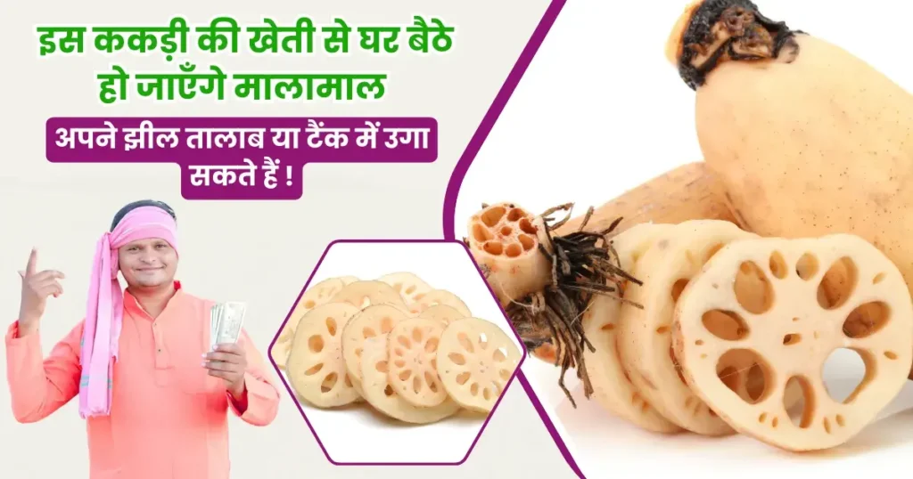 Kamal Kakadi Ki Kheti