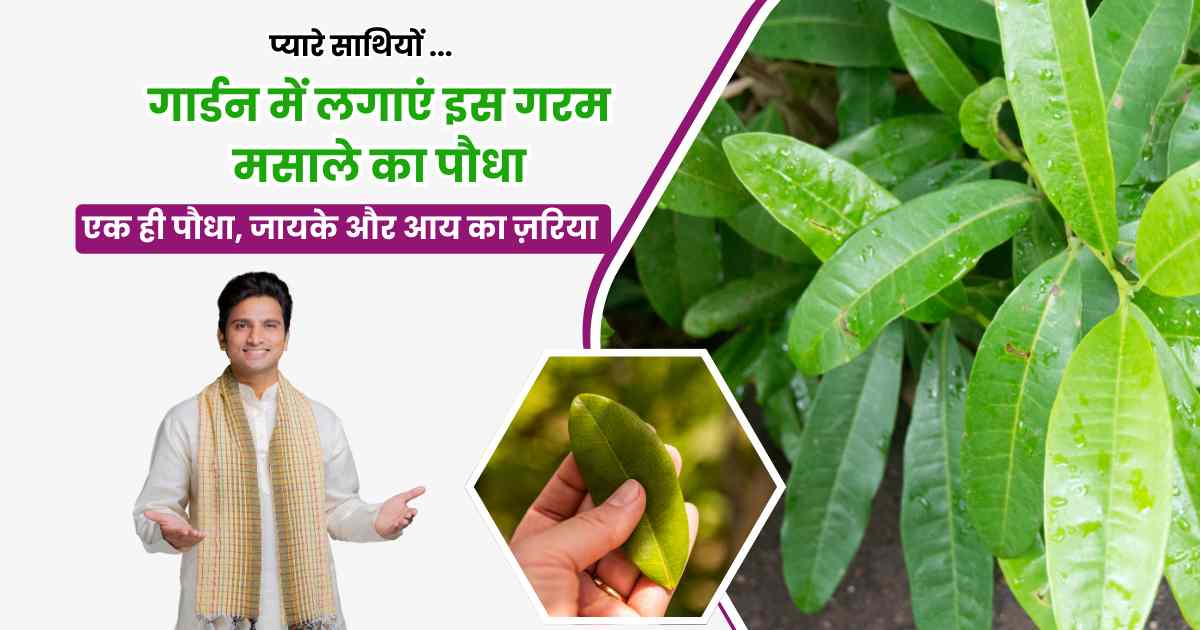 Allspice Ka Paudha Ghar Par Kaise Lagaen