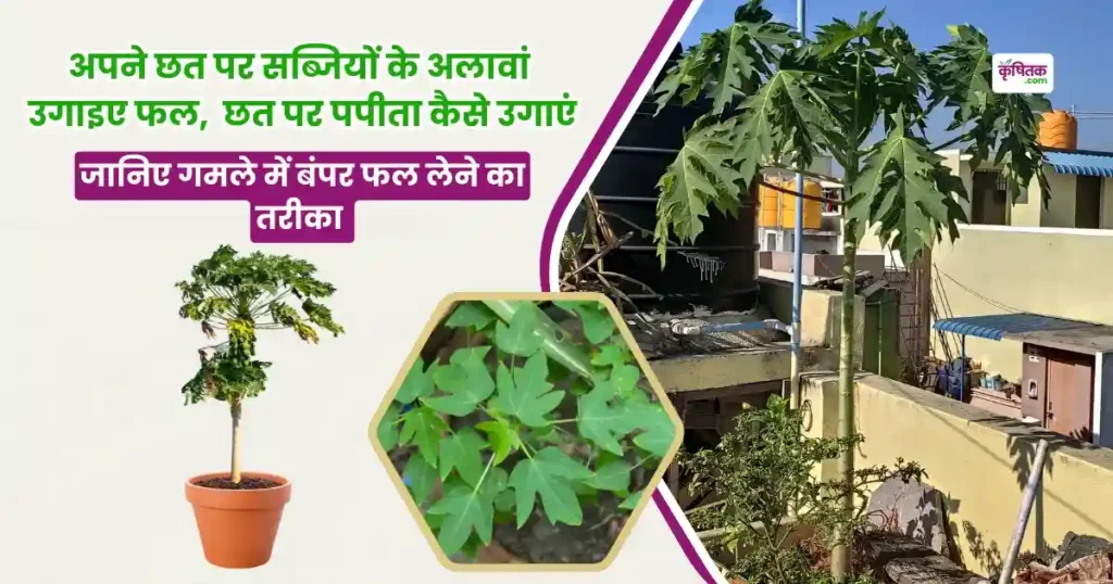 Chhat Par Papita Kaise Lagaen