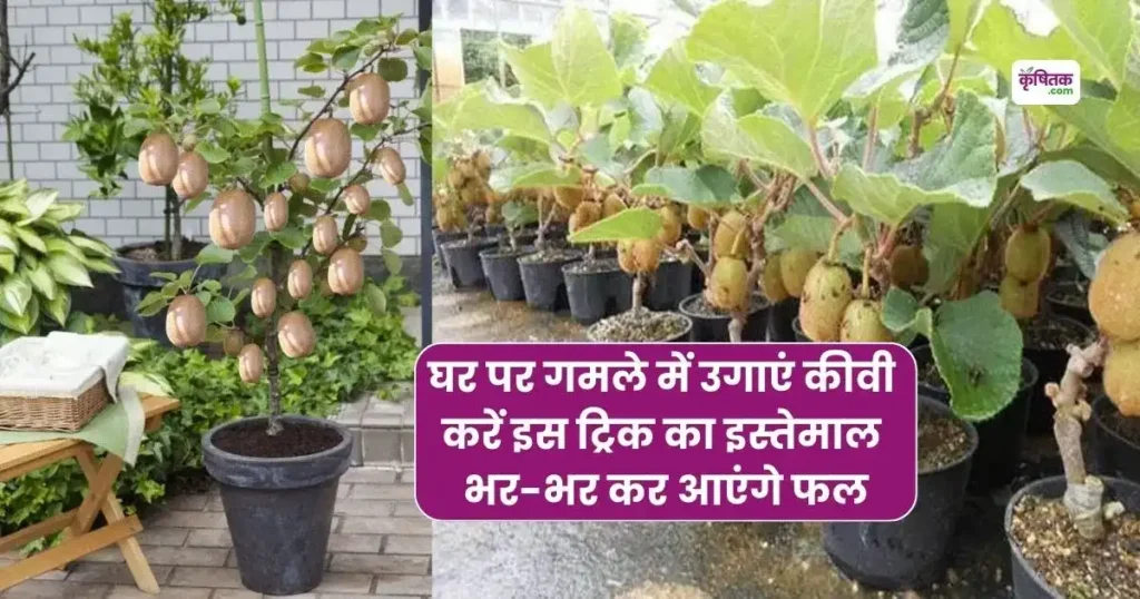 Ghar Par Gamle me kiwi kaise ugayen