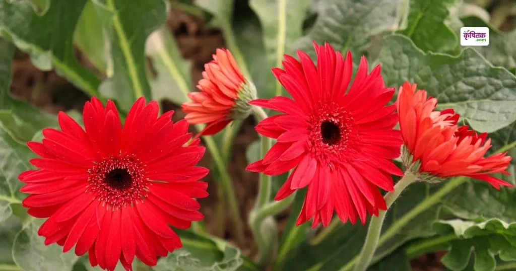 Gerbera Flower Cultivation in Hindi