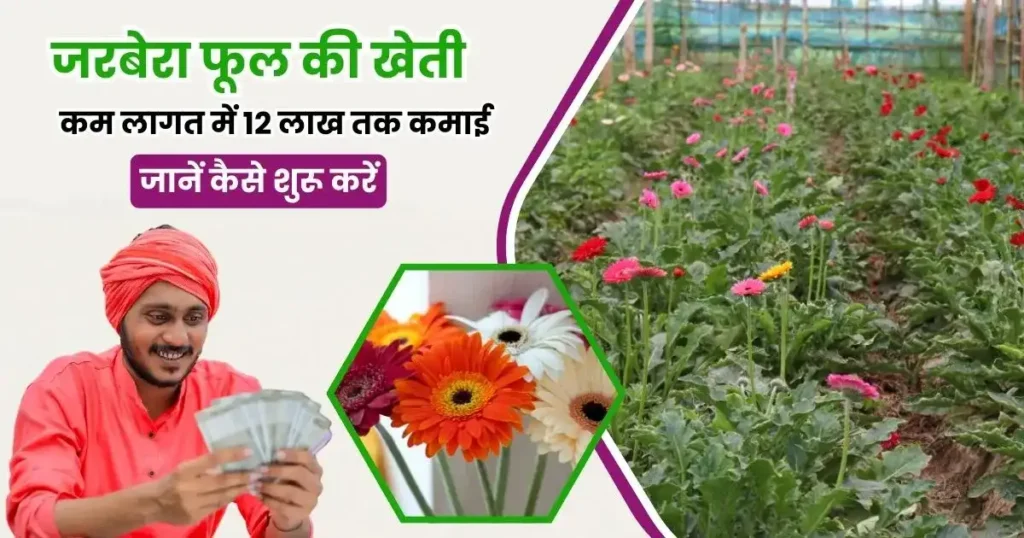 Gerbera Flower Cultivation in Hindi