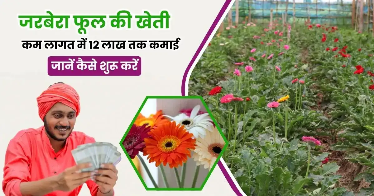 Gerbera Flower Cultivation in Hindi