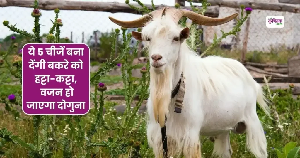 Goat Farming Tips