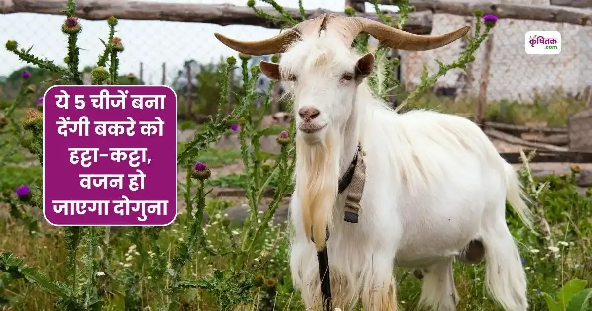 Goat Farming Tips