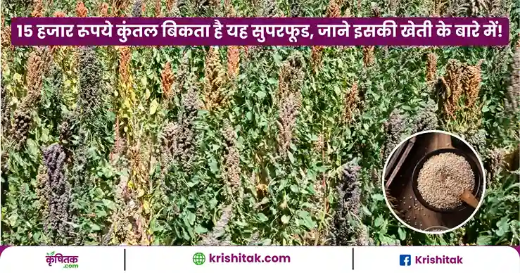 Quinoa Ki Kheti