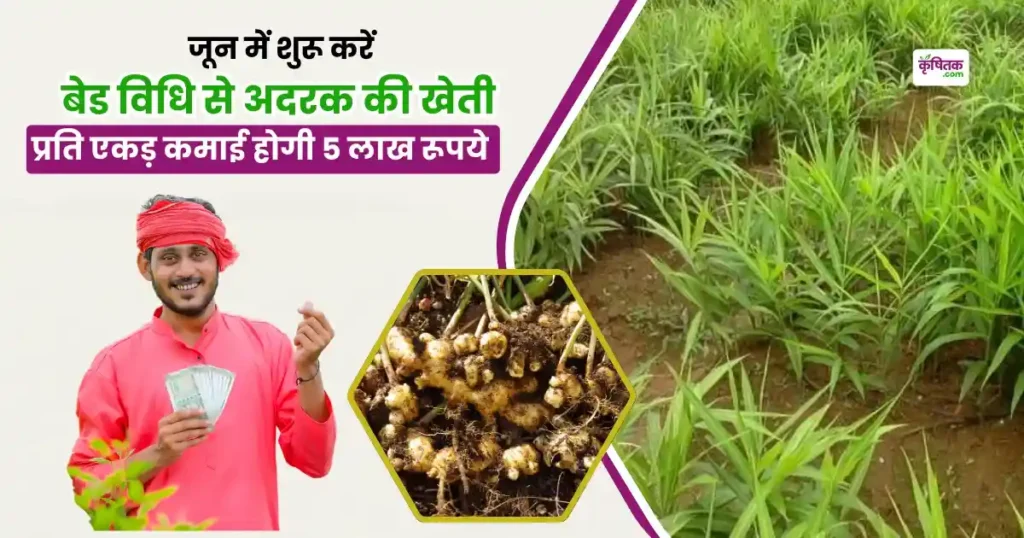 Adrak Ki Kheti