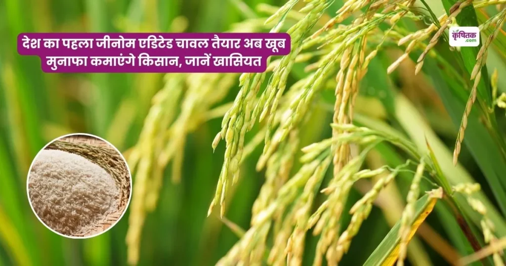 DRR Dhan 100 kamla Variety