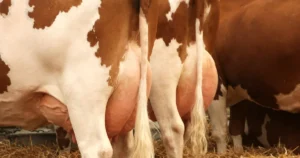 Role of Dairy Farming in Rural Areas
