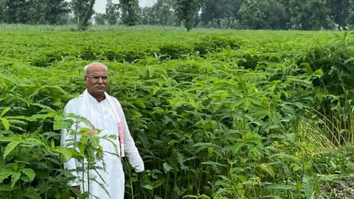 UP government is giving 50% subsidy on sowing Dhaincha