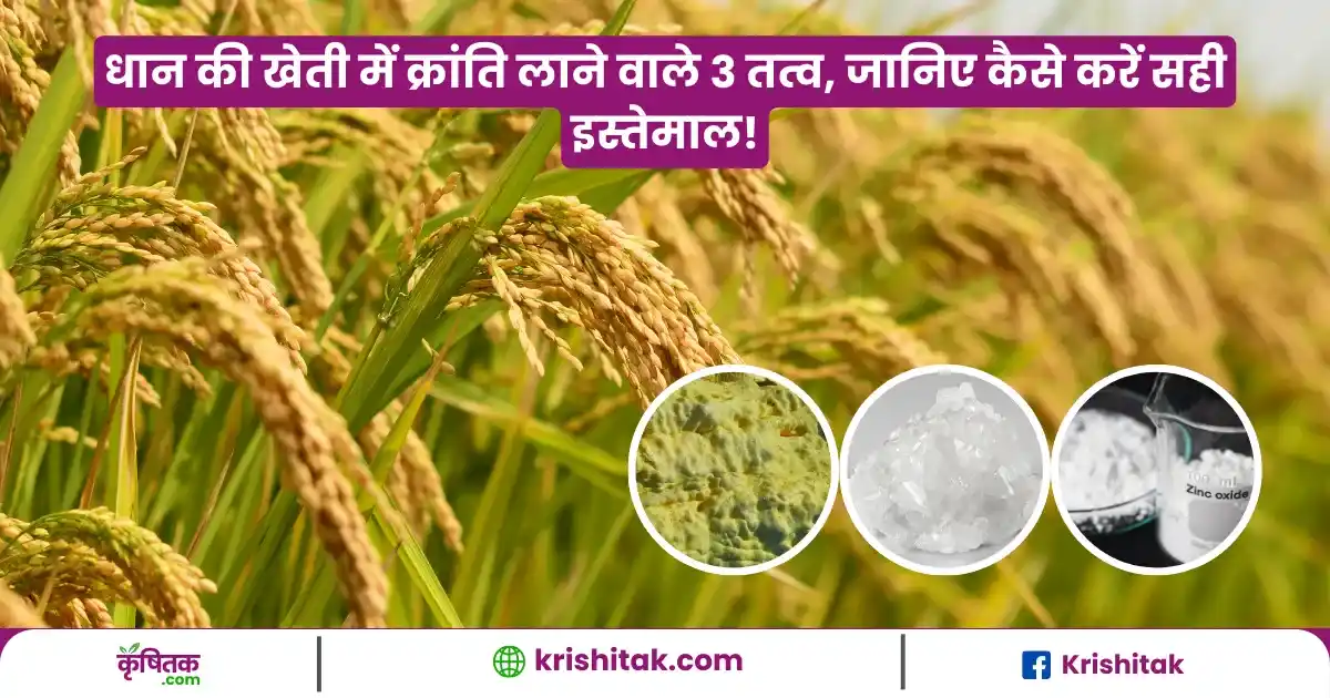 Dhan Micronutrients Use