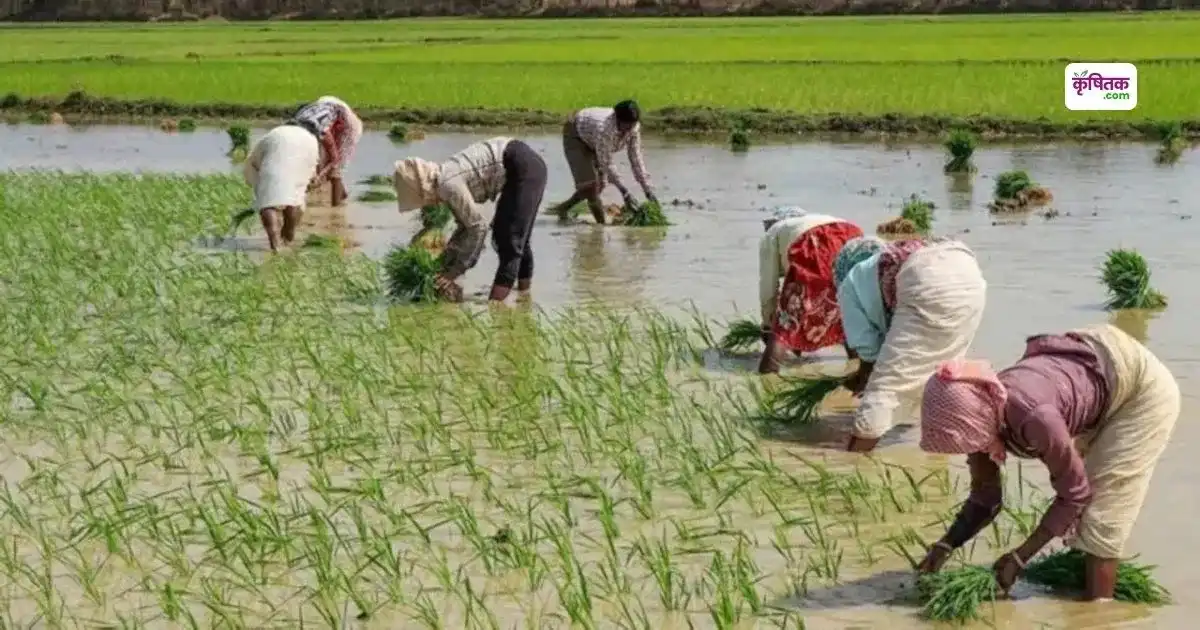 धान की रोपाई से पहले करें 168 रुपए का ये असरदार उपाय, कीटों का होगा सफाया और मिलेगा 2 गुना उत्पादन