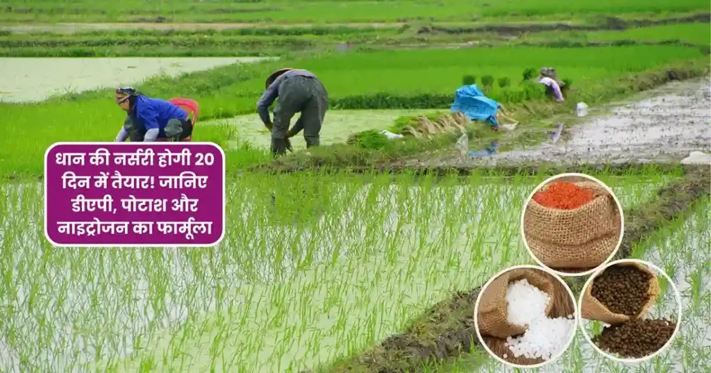 Dhan Ki Nursery