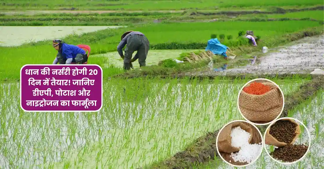 Dhan Ki Nursery