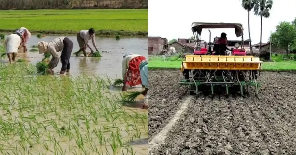 Paddy Farming Tips
