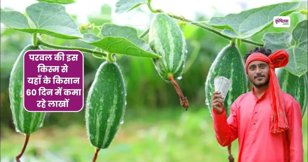 Parwal HP-1 Variety ki kheti