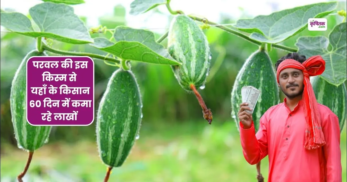 Parwal HP-1 Variety ki kheti