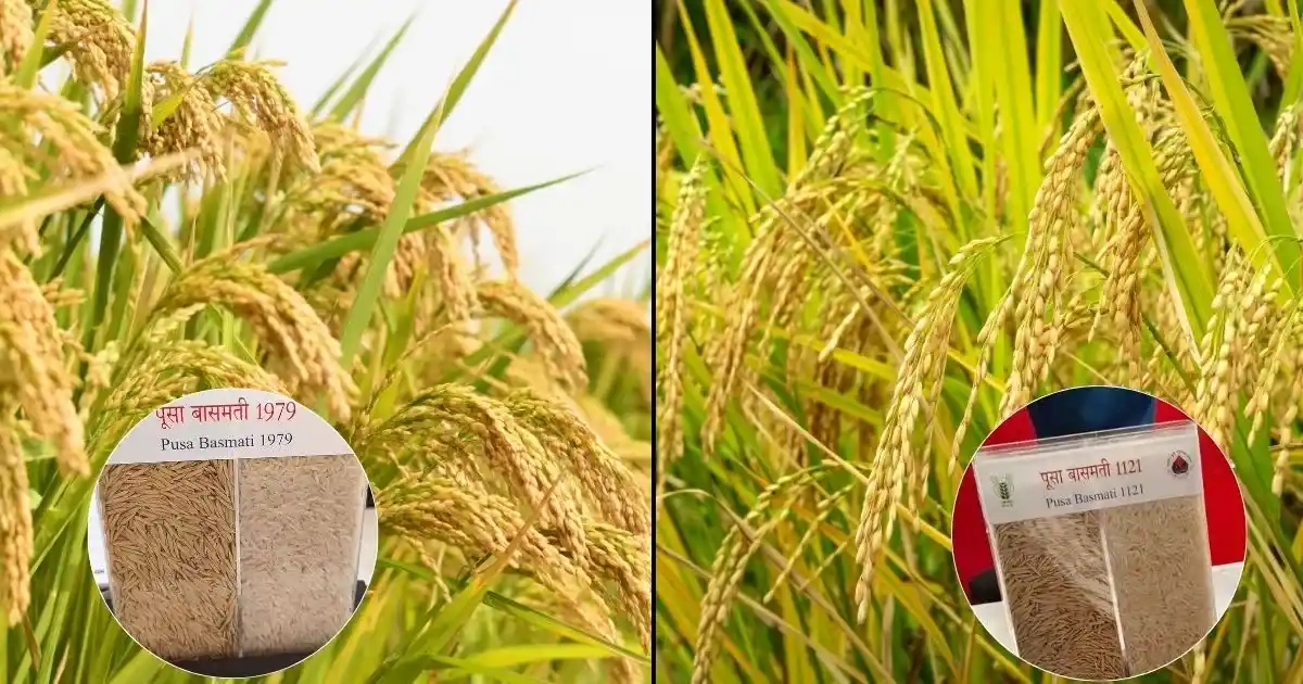 Pusa Basmati 1121 and 1979 Variety